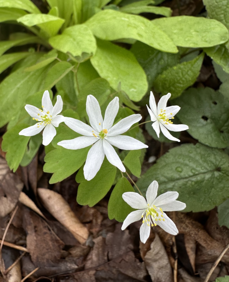 rue-anemone
